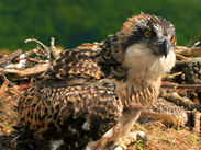 Friends of the Ospreys | Cyfeillion Gweilch y Pysgod