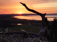 Friends of the Ospreys | Cyfeillion Gweilch y Pysgod