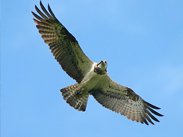 Friends of the Ospreys | Cyfeillion Gweilch y Pysgod