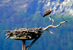 Friends of the Ospreys | Cyfeillion Gweilch y Pysgod