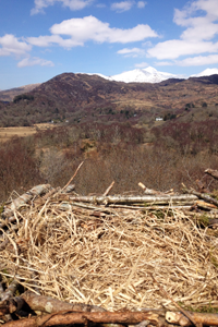 Friends of the Ospreys | Cyfeillion Gweilch y Pysgod