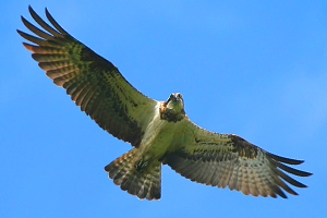 Friends of the Ospreys | Cyfeillion Gweilch y Pysgod