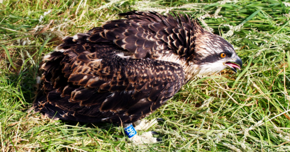 Friends of the Ospreys | Cyfeillion Gweilch y Pysgod