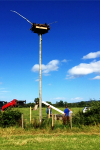 Friends of the Ospreys | Cyfeillion Gweilch y Pysgod Friends of the Ospreys | Cyfeillion Gweilch y Pysgod