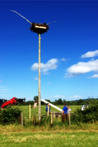 Friends of the Ospreys | Cyfeillion Gweilch y Pysgod