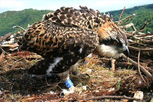 Friends of the Ospreys | Cyfeillion Gweilch y Pysgod