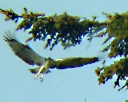 Friends of the Ospreys | Cyfeillion Gweilch y Pysgod